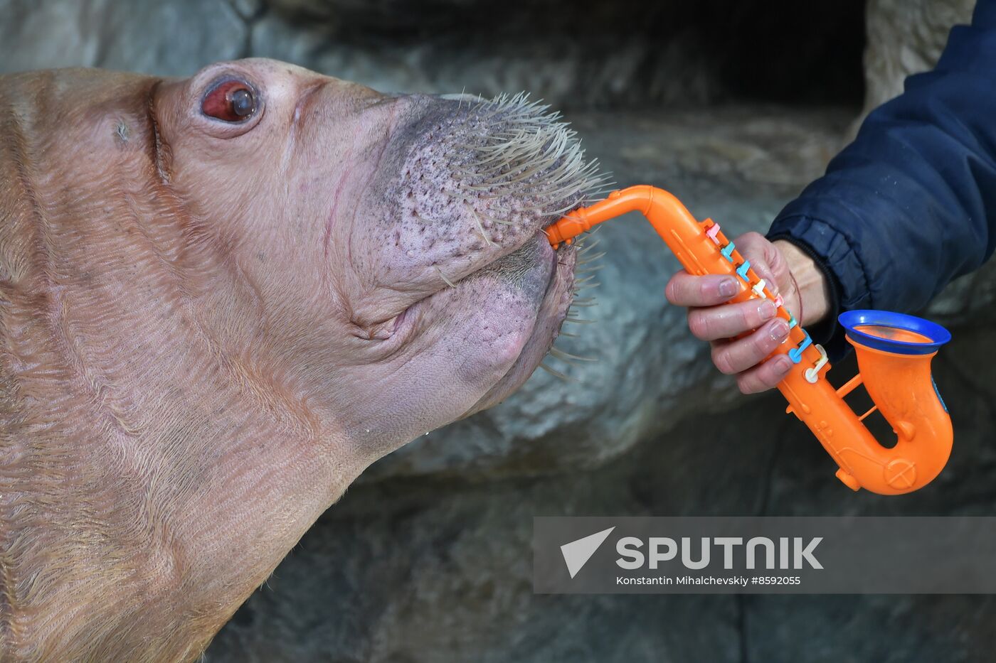 Russia Zoo Walrus