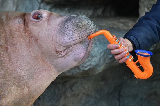 Russia Zoo Walrus