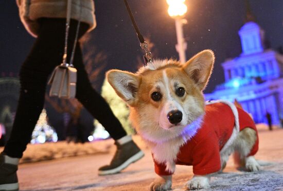 RUSSIA EXPO. New Year's Eve