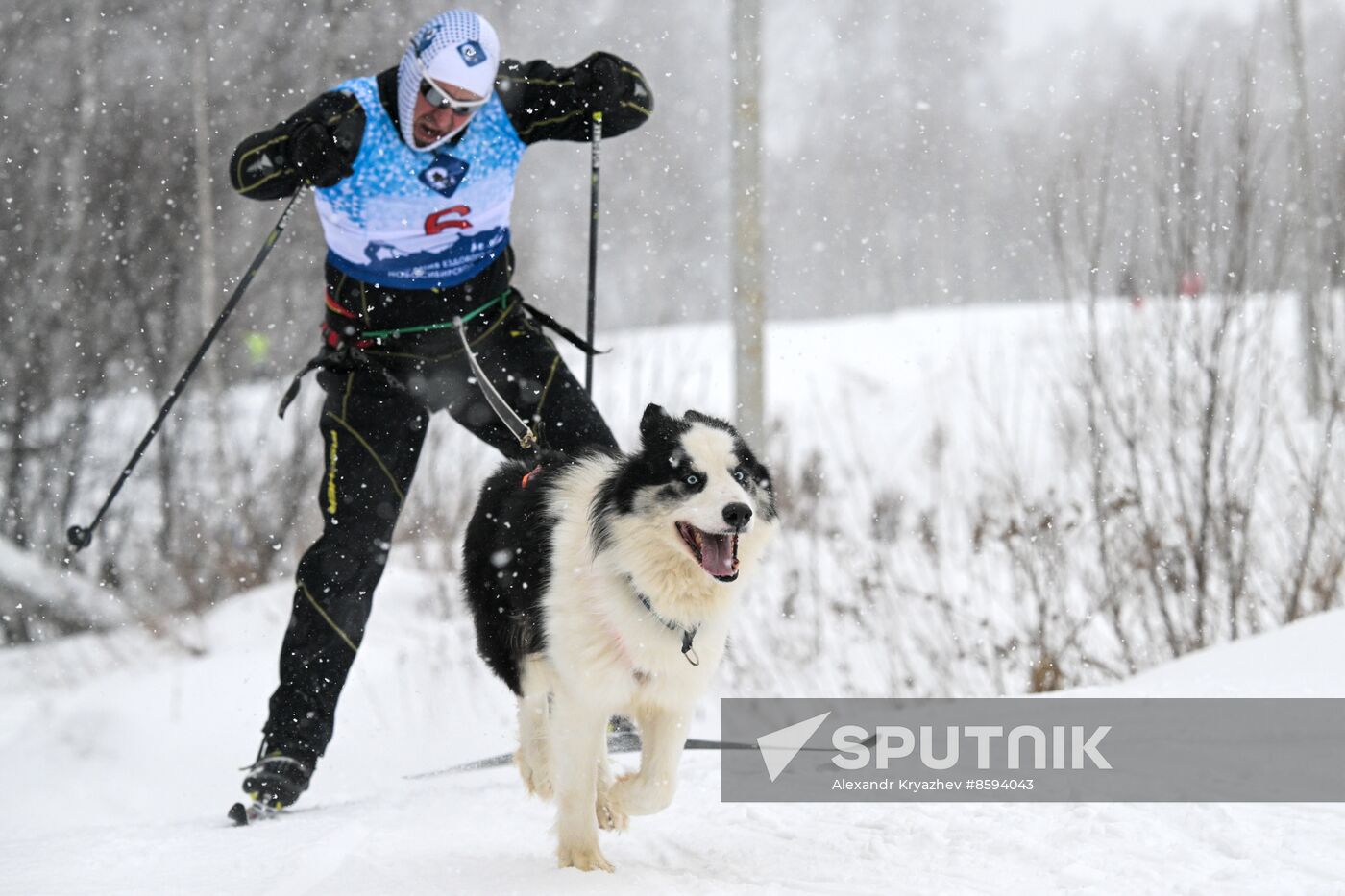 Russia Sled Dog Racing Championship