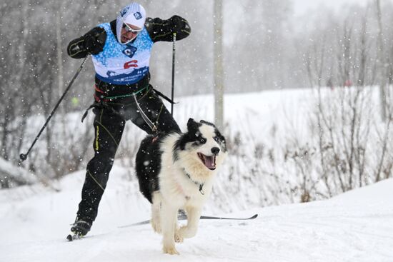 Russia Sled Dog Racing Championship