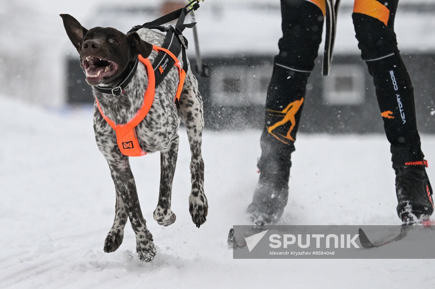 Russia Sled Dog Racing Championship