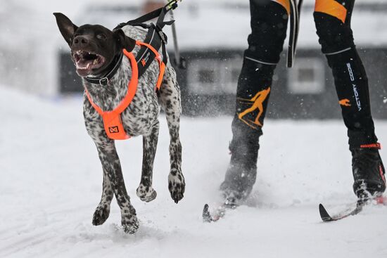 Russia Sled Dog Racing Championship