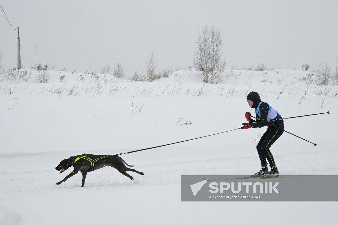 Russia Sled Dog Racing Championship