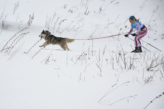 Russia Sled Dog Racing Championship