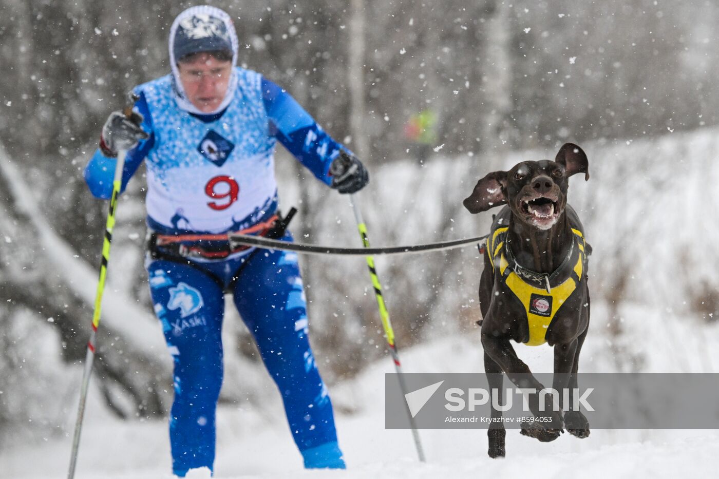 Russia Sled Dog Racing Championship