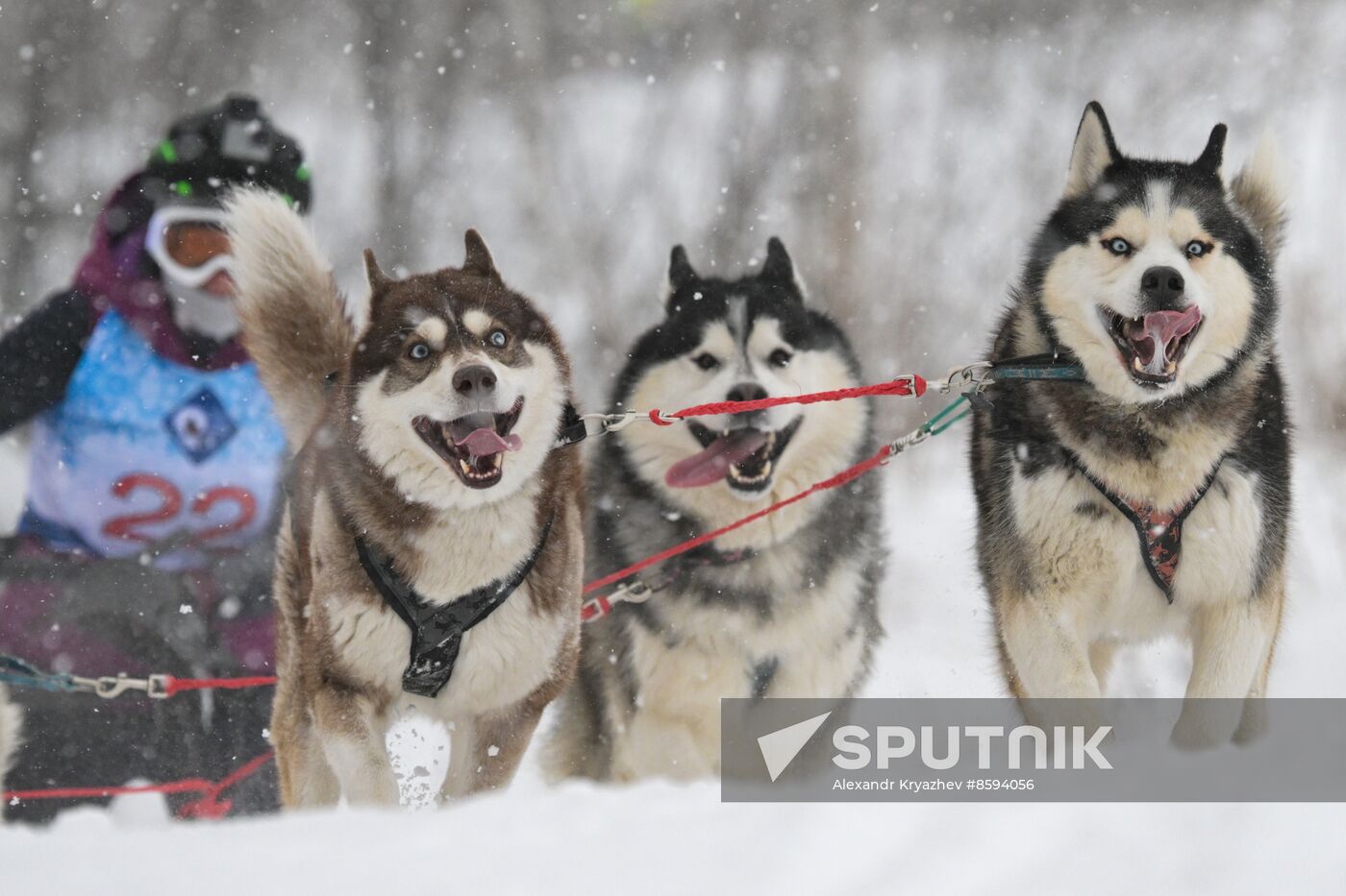 Russia Sled Dog Racing Championship