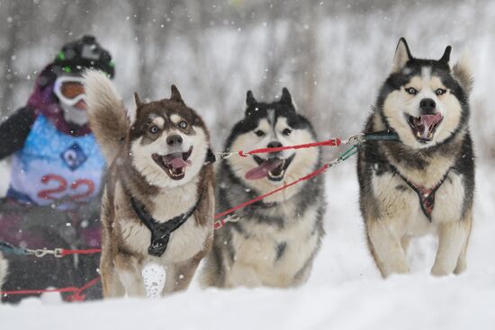 Russia Sled Dog Racing Championship