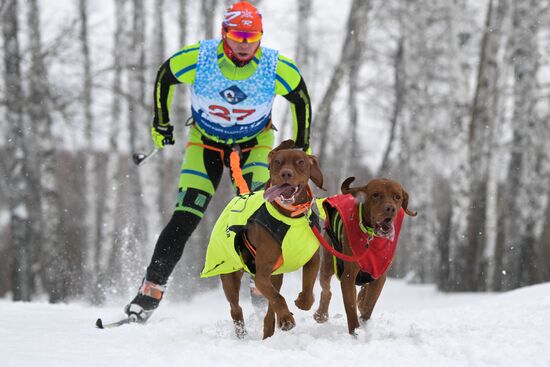 Russia Sled Dog Racing Championship