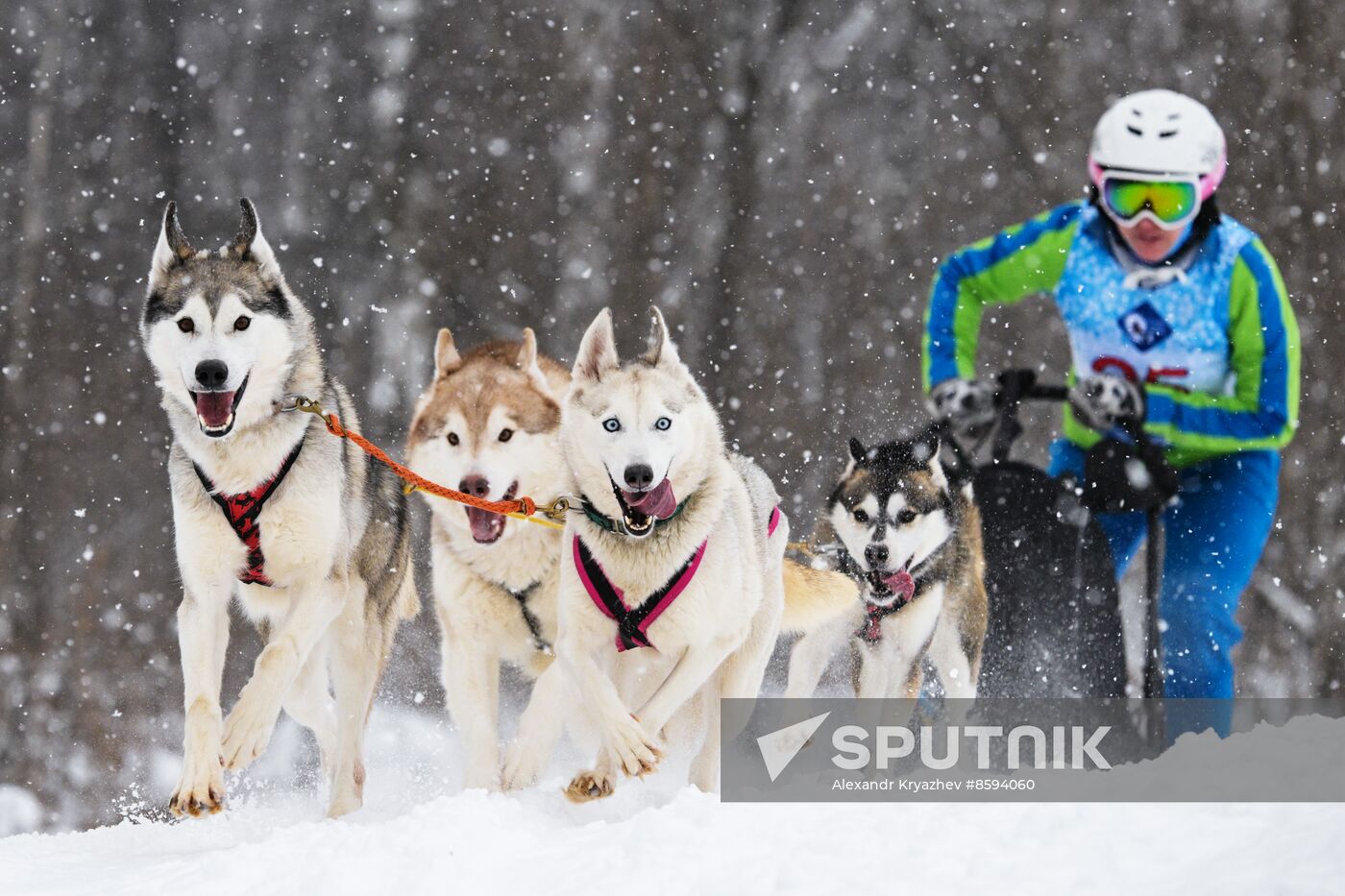 Russia Sled Dog Racing Championship