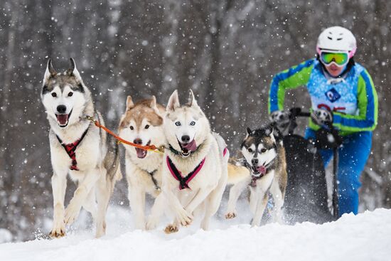 Russia Sled Dog Racing Championship