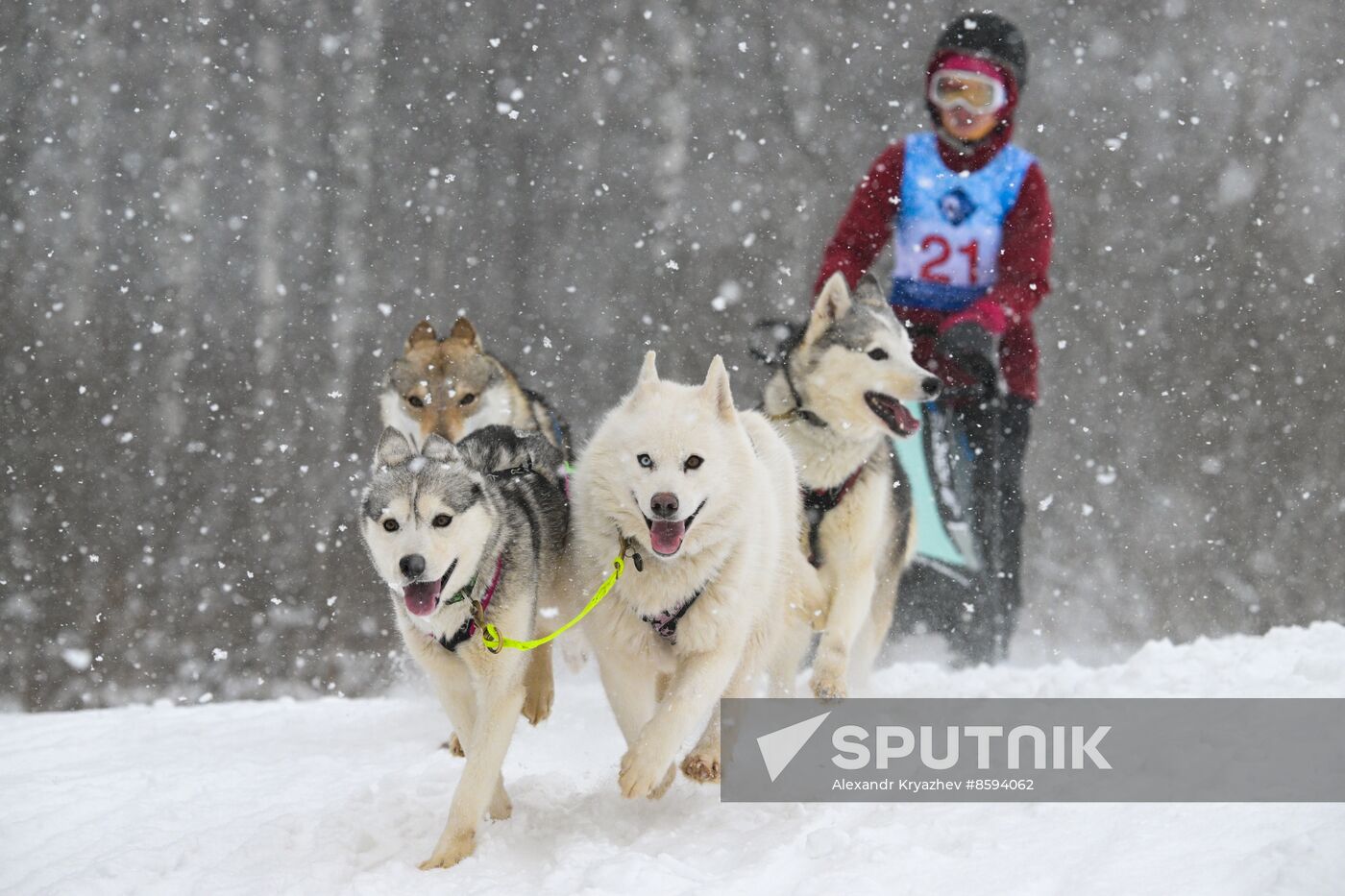 Russia Sled Dog Racing Championship