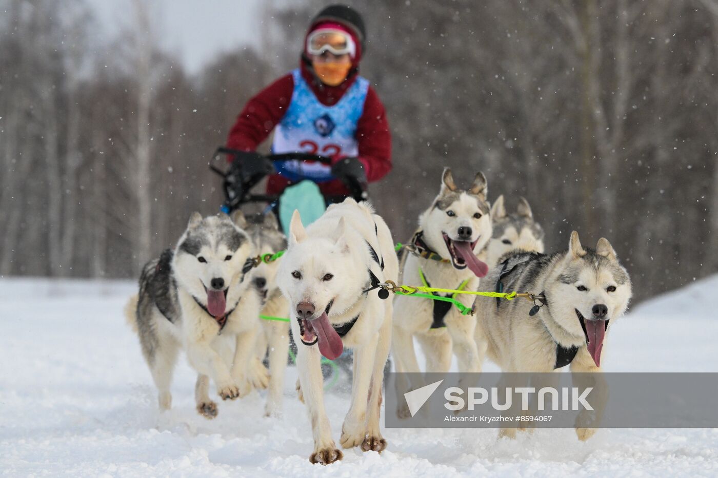 Russia Sled Dog Racing Championship