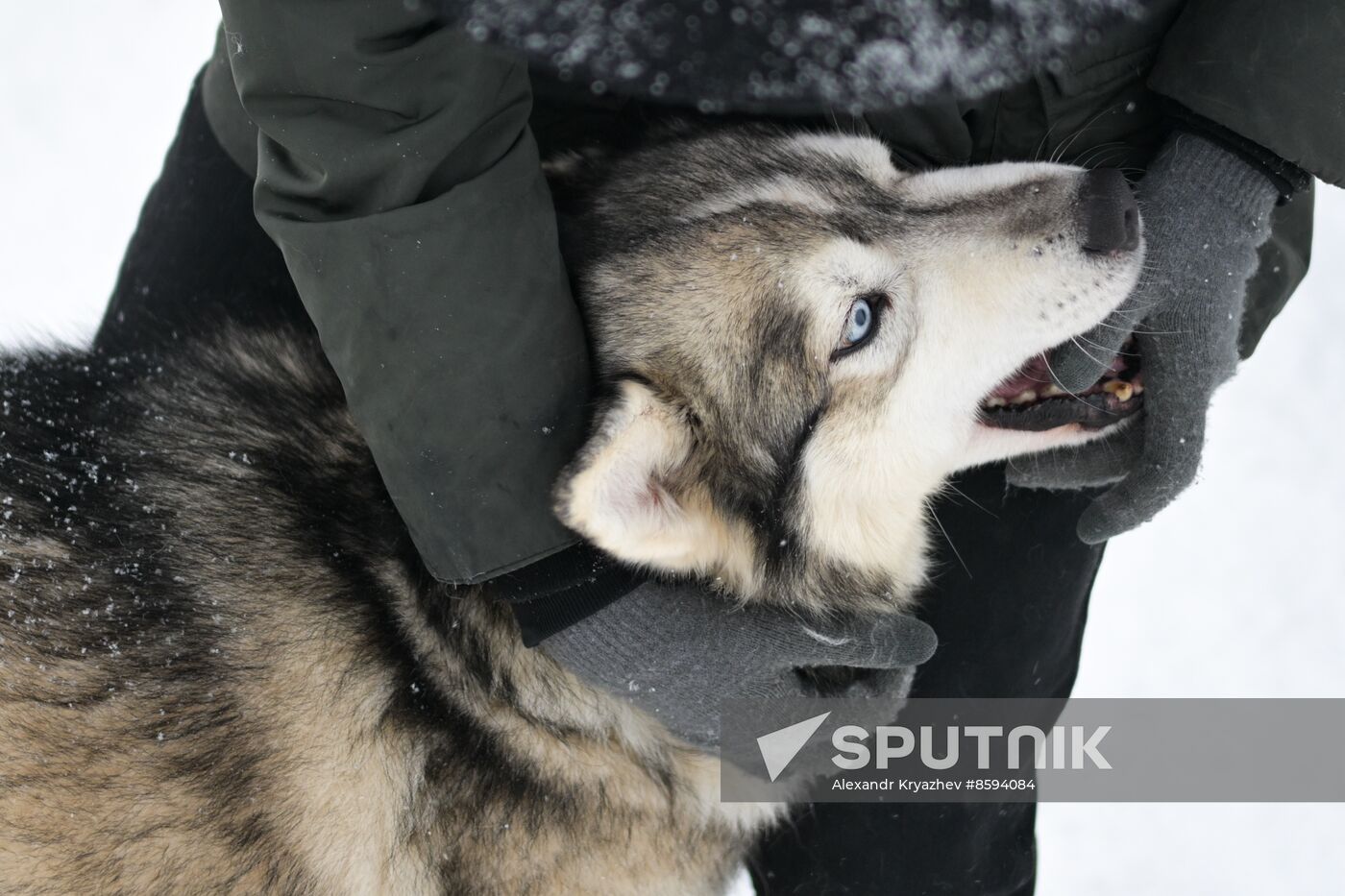 Russia Sled Dog Racing Championship