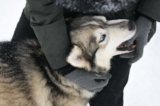 Russia Sled Dog Racing Championship