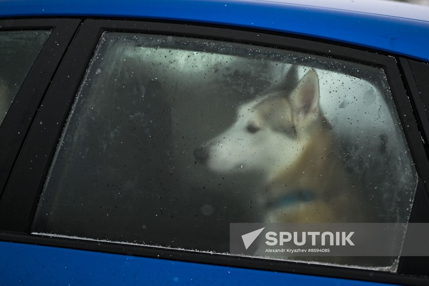 Russia Sled Dog Racing Championship