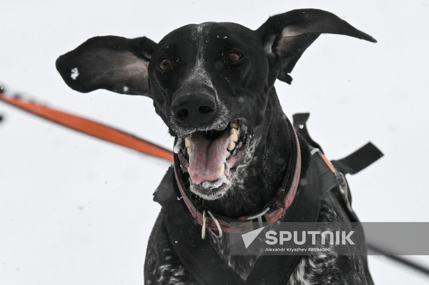 Russia Sled Dog Racing Championship