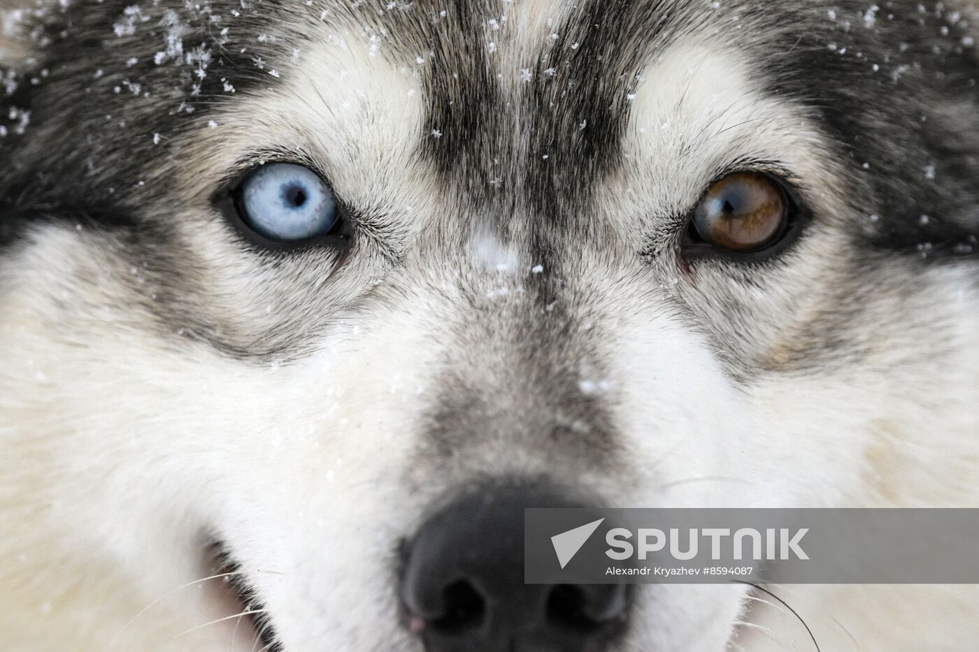 Russia Sled Dog Racing Championship