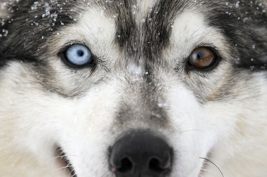 Russia Sled Dog Racing Championship