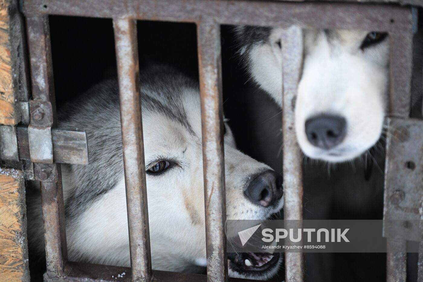 Russia Sled Dog Racing Championship