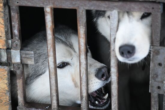 Russia Sled Dog Racing Championship