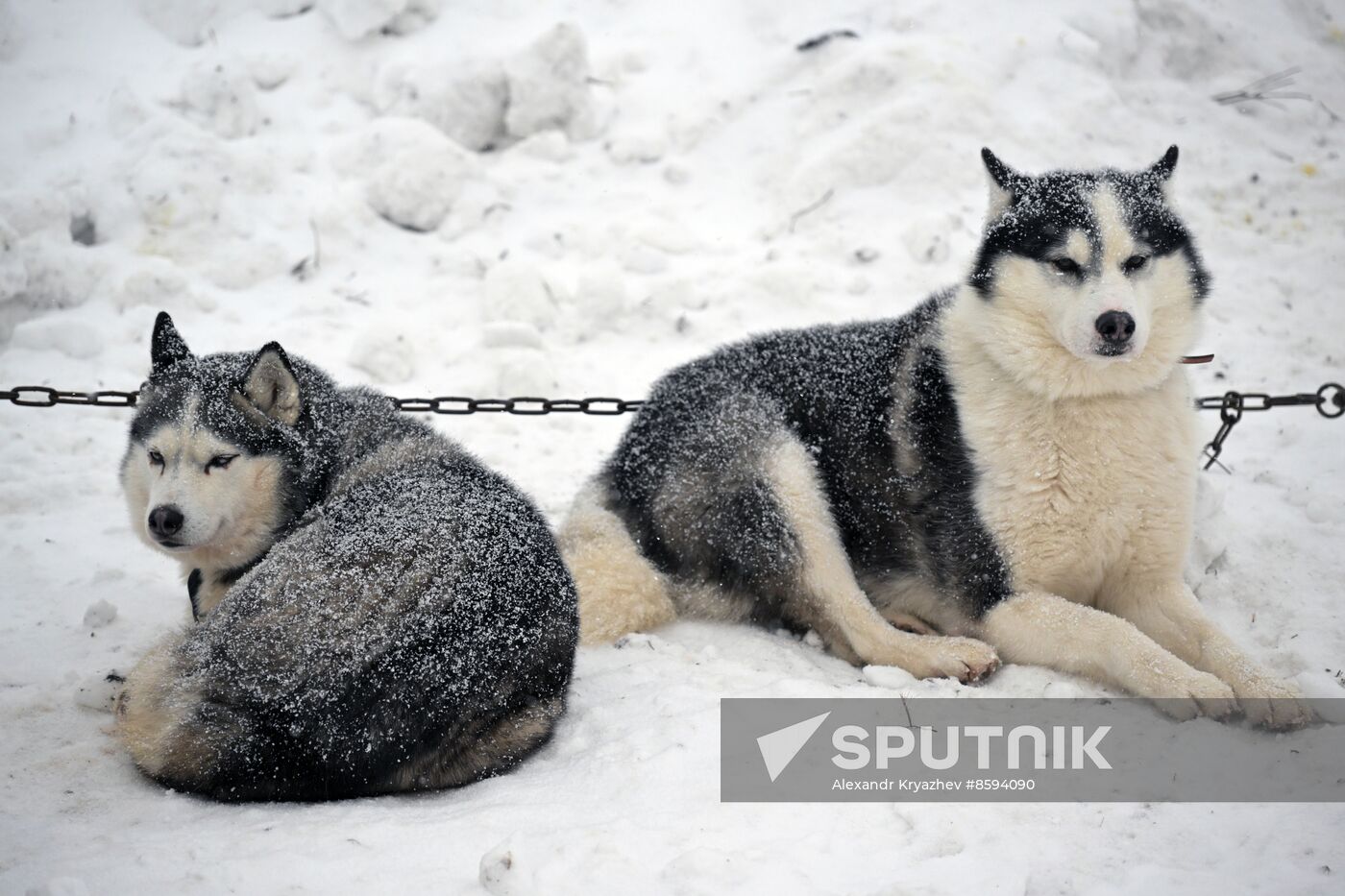 Russia Sled Dog Racing Championship