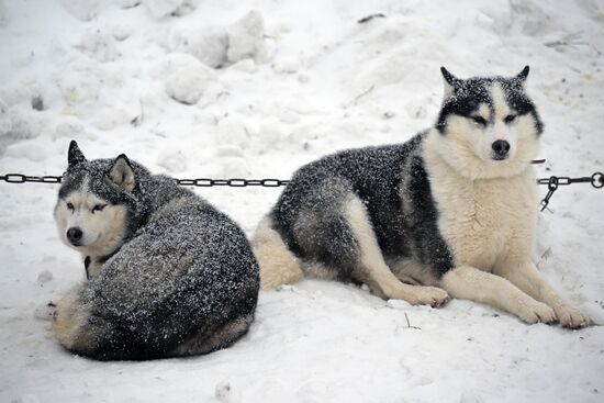 Russia Sled Dog Racing Championship