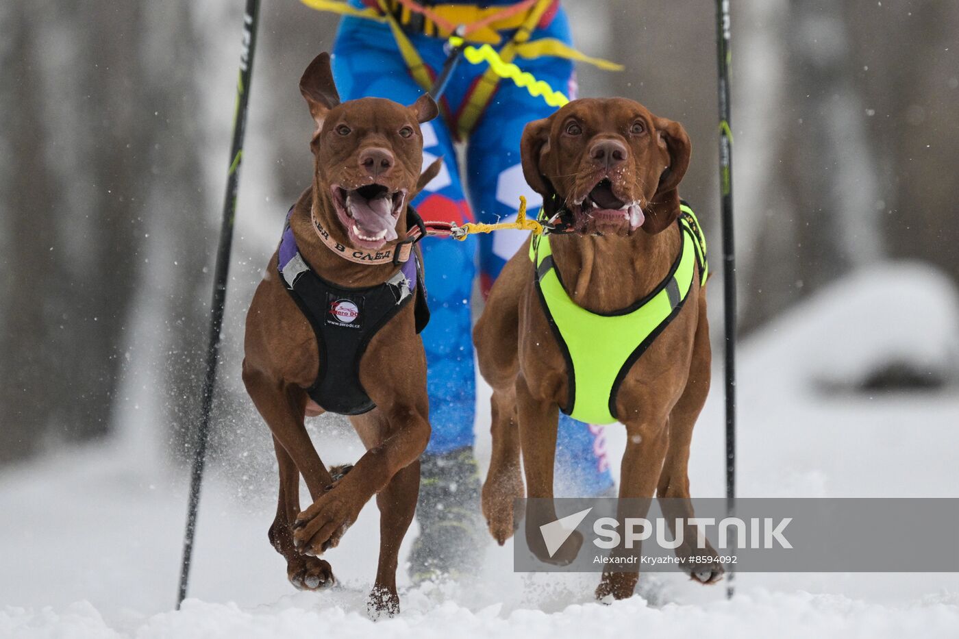 Russia Sled Dog Racing Championship