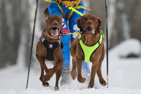 Russia Sled Dog Racing Championship