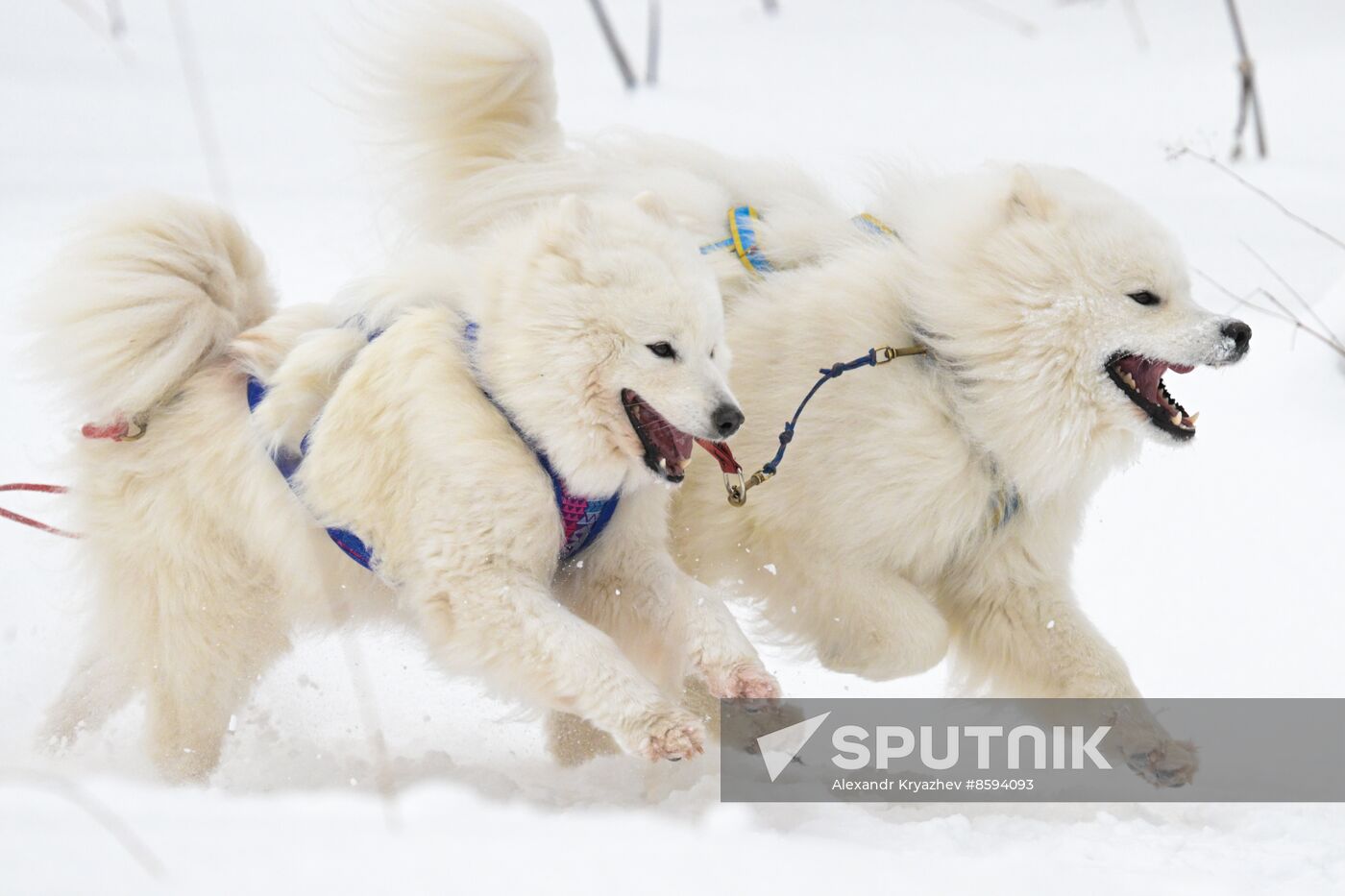 Russia Sled Dog Racing Championship