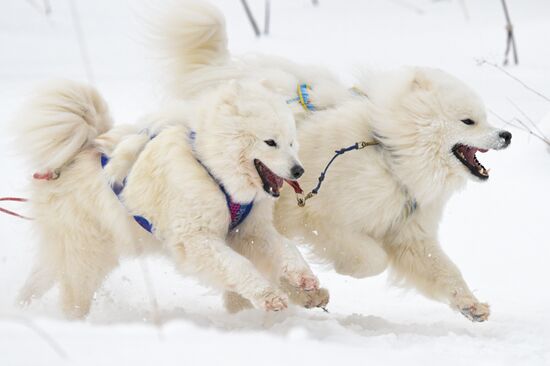 Russia Sled Dog Racing Championship