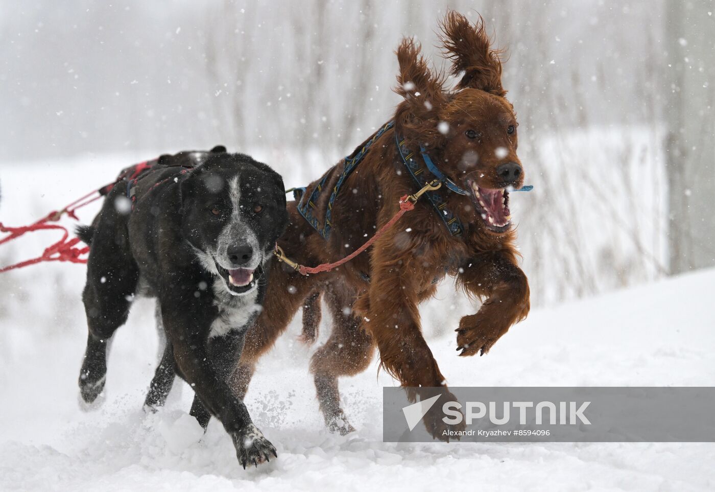 Russia Sled Dog Racing Championship