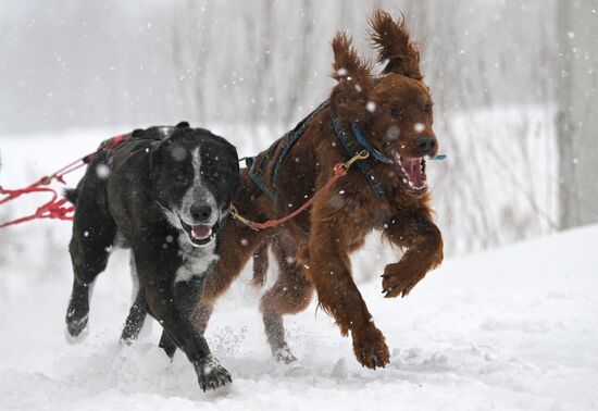 Russia Sled Dog Racing Championship