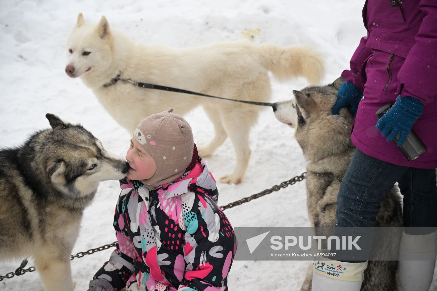 Russia Sled Dog Racing Championship