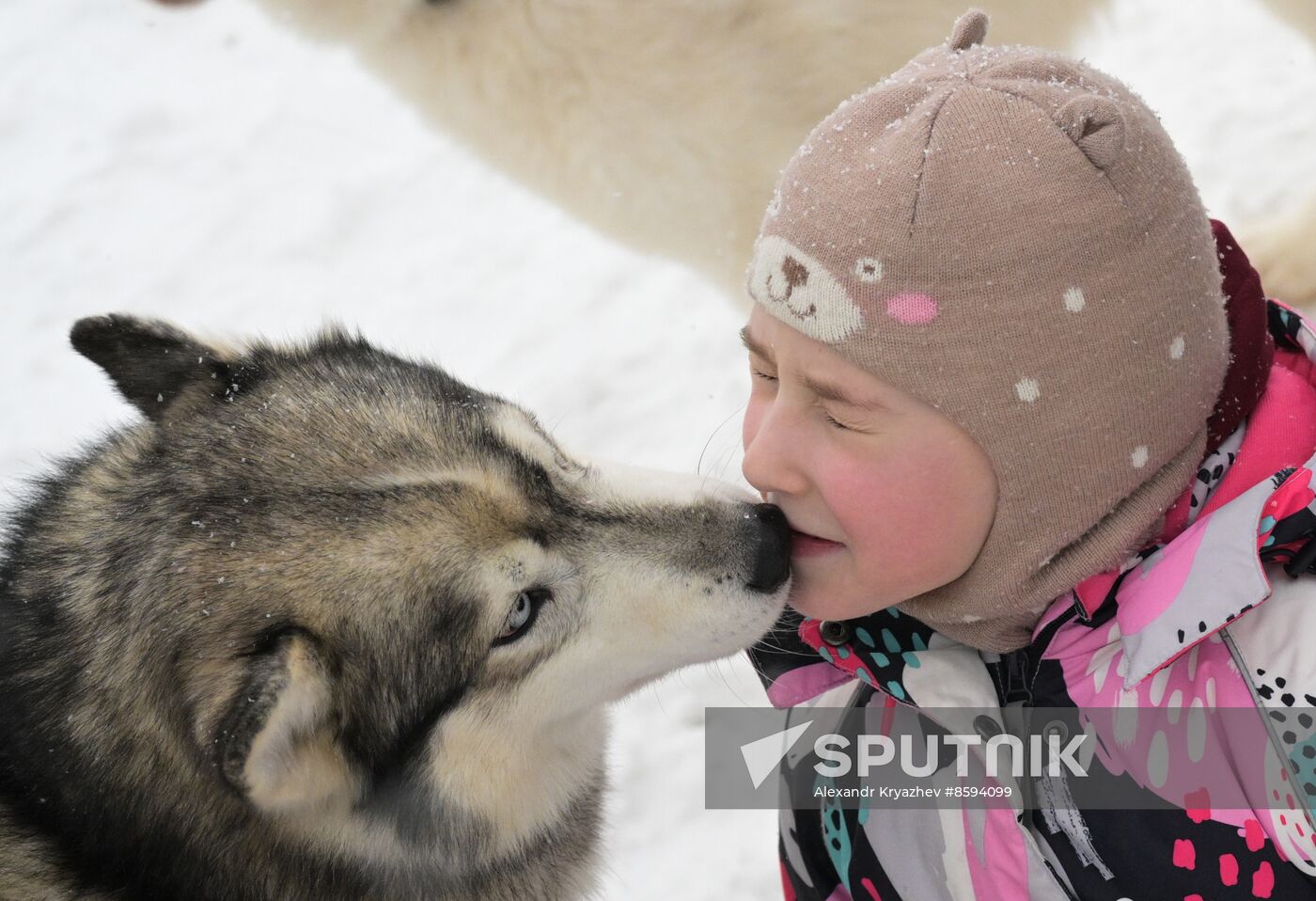 Russia Sled Dog Racing Championship