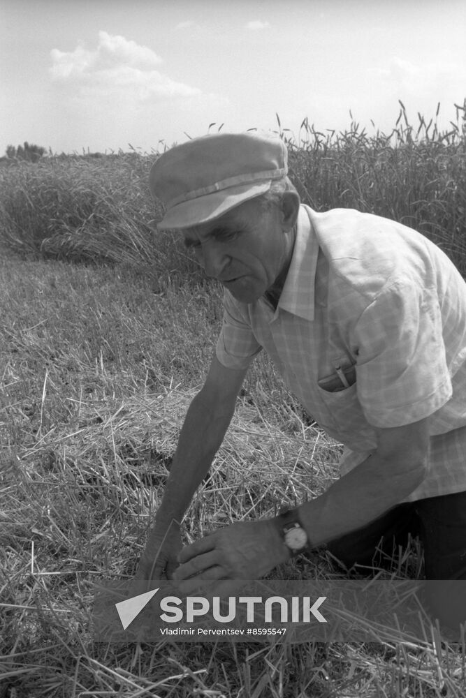 Kalinin Collective Farm