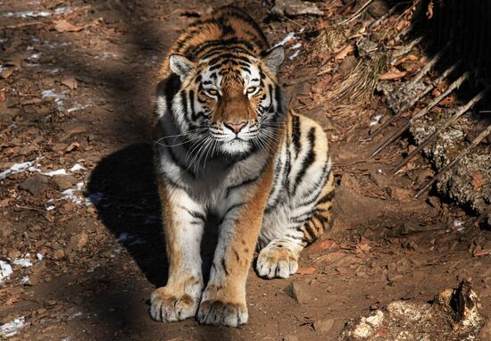 Russia Animals Safari Park