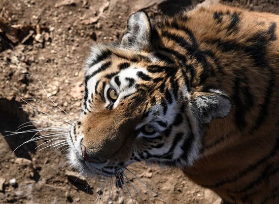 Russia Animals Safari Park