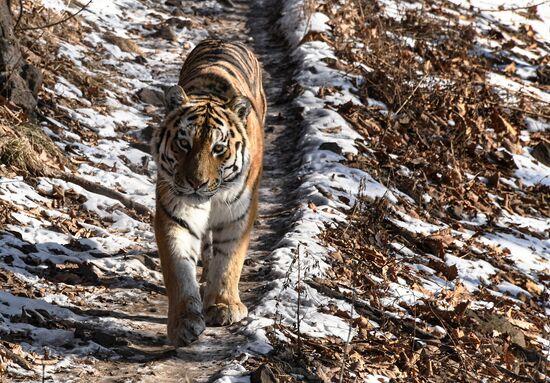 Russia Animals Safari Park