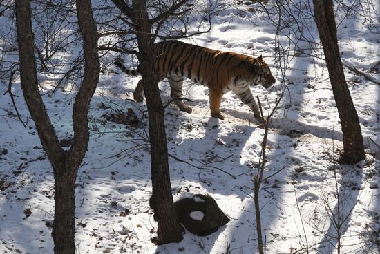 Russia Animals Safari Park