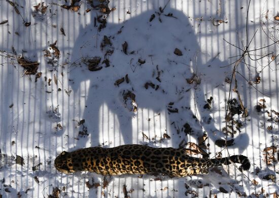 Russia Animals Safari Park