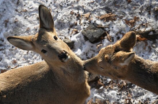 Russia Animals Safari Park
