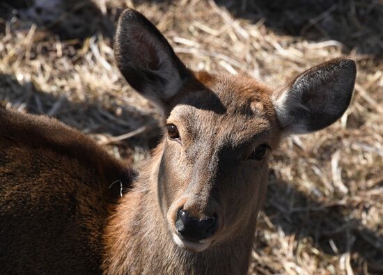 Russia Animals Safari Park