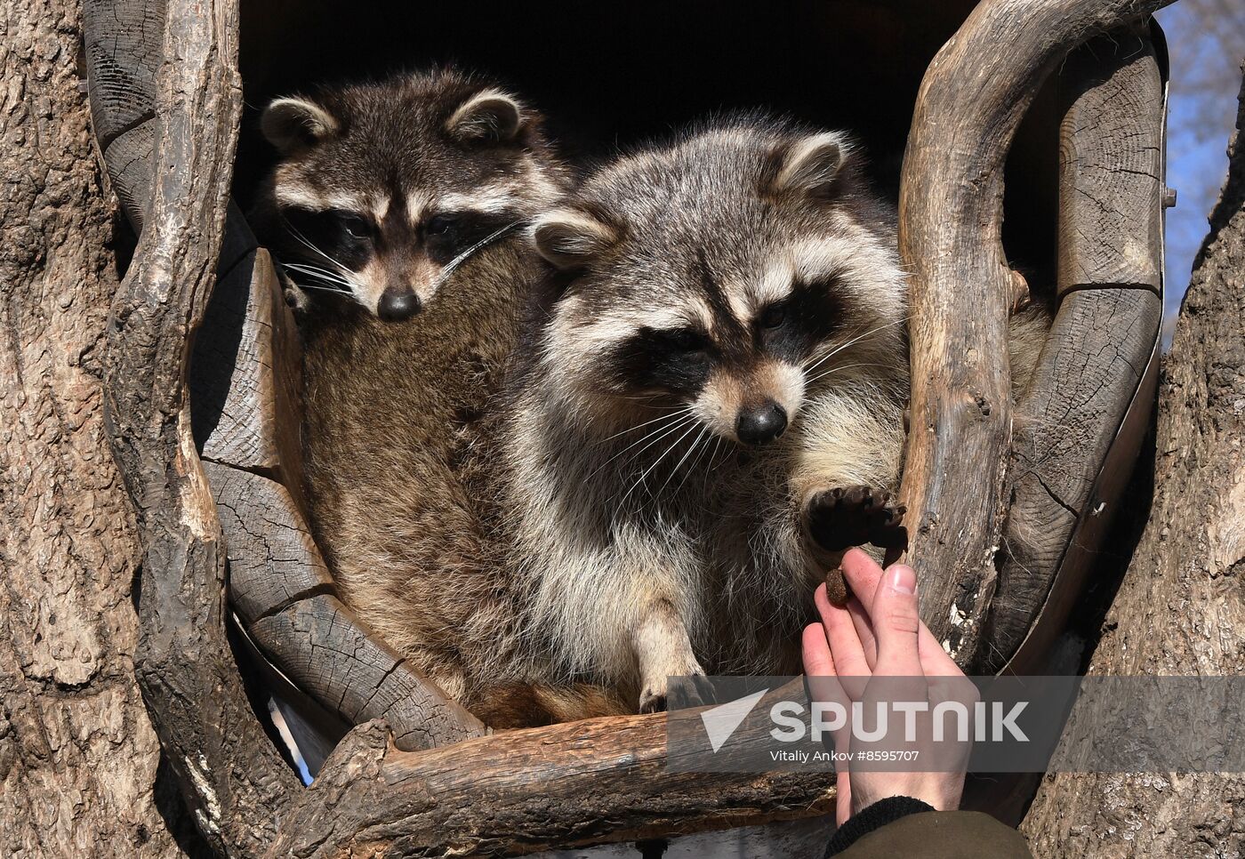 Russia Animals Safari Park