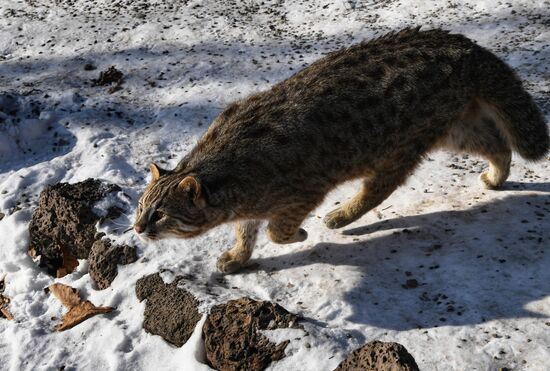 Russia Animals Safari Park