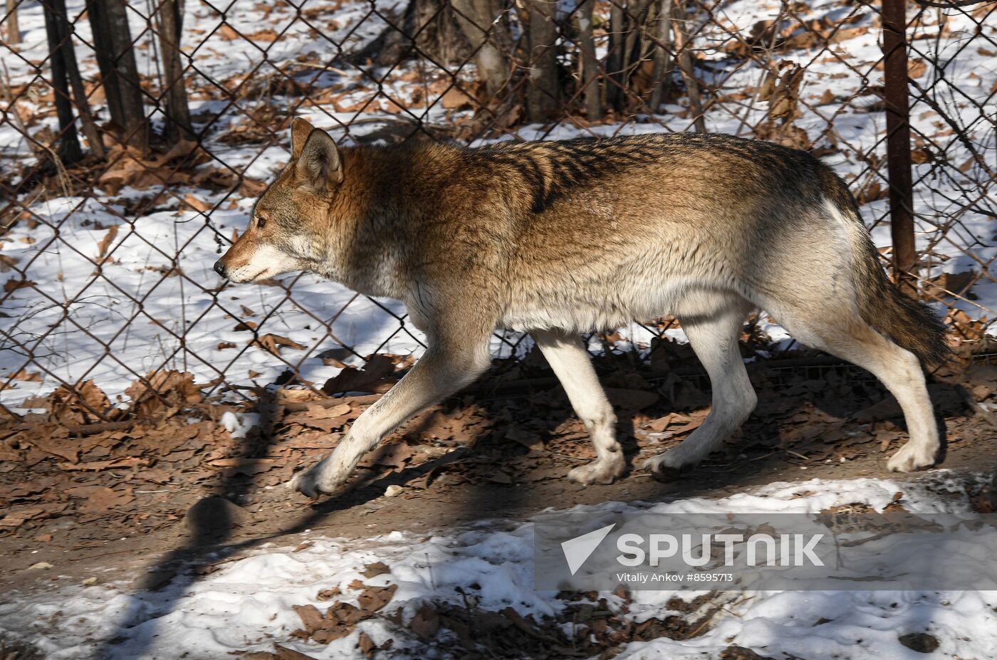 Russia Animals Safari Park