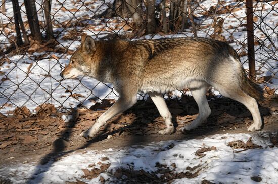 Russia Animals Safari Park