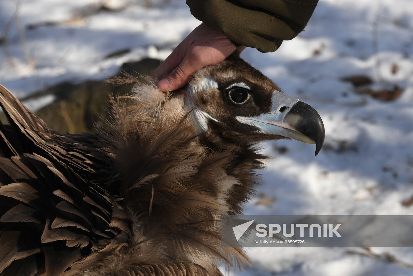 Russia Animals Safari Park