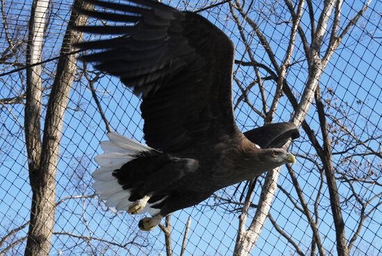 Russia Animals Safari Park