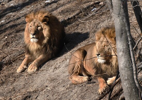 Russia Animals Safari Park